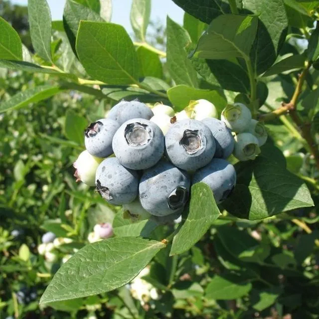 thumbnail for publication: Southern Highbush Blueberry Cultivars from the University of Florida